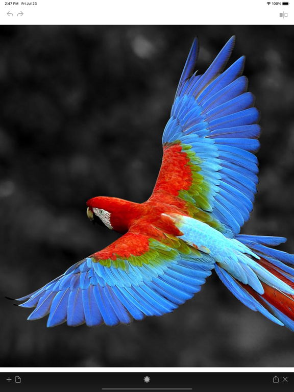 Photo_Color_Painter iPadOS App Screenshot 3